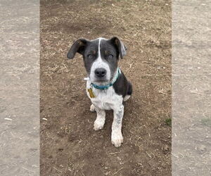 Mutt Dogs for adoption in Sandy, UT, USA