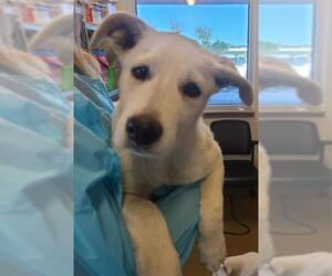 Anatolian Shepherd-Unknown Mix Dogs for adoption in San Antonio, TX, USA