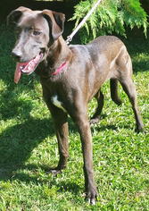 Australian Shepherd Dogs for adoption in Griffin, GA, USA