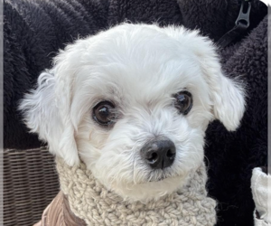 Maltipoo Dogs for adoption in San Ramon, CA, USA