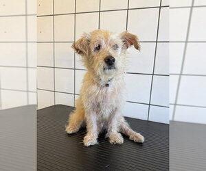 Mutt Dogs for adoption in Downey, CA, USA