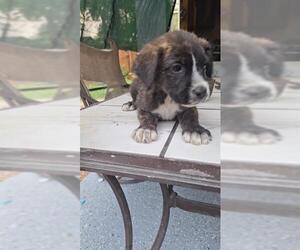 Great Dane-Labrador Retriever Mix Dogs for adoption in San Antonio, TX, USA