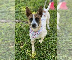 Rat Terrier-Unknown Mix Dogs for adoption in Miami, FL, USA