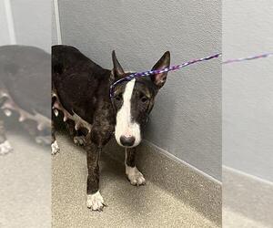 Bull Terrier-Unknown Mix Dogs for adoption in Las Vegas, NV, USA