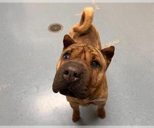 Chinese Shar-Pei Dogs for adoption in Denver, CO, USA