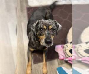 Catahoula Leopard Dog-Unknown Mix Dogs for adoption in Greenville, SC, USA