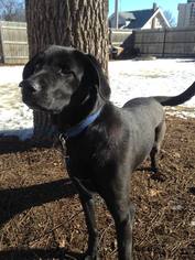 Mutt Dogs for adoption in Alexandria, MN, USA