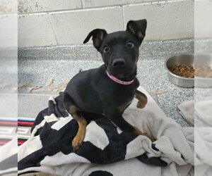 Doberman Pinscher Dogs for adoption in Long Beach, CA, USA