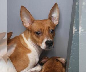 Chihuahua-Unknown Mix Dogs for adoption in San Antonio, TX, USA
