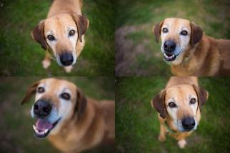 Labrador Retriever-Unknown Mix Dogs for adoption in Virginia Beach, VA, USA