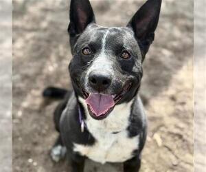 Mutt Dogs for adoption in Aurora, CO, USA