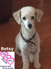 Poodle (Miniature) Dogs for adoption in Canutillo, TX, USA