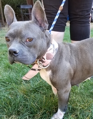 American Pit Bull Terrier Dogs for adoption in Olalla, WA, USA