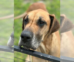 Great Dane Dogs for adoption in Bullard, TX, USA