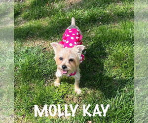 Mutt Dogs for adoption in pomfret, CT, USA