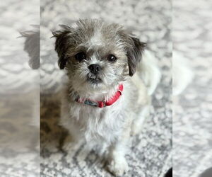 Mal-Shi Dogs for adoption in Minneapolis, MN, USA