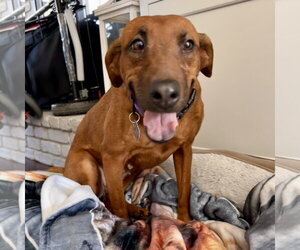 Black Mouth Cur-Vizsla Mix Dogs for adoption in Oakhurst, NJ, USA