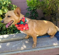 Medium Photo #1 Chi-Corgi Puppy For Sale in San Diego, CA, USA