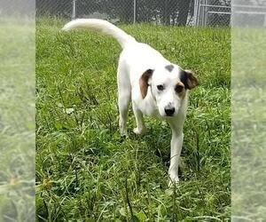 Mutt Dogs for adoption in Blakeslee, PA, USA