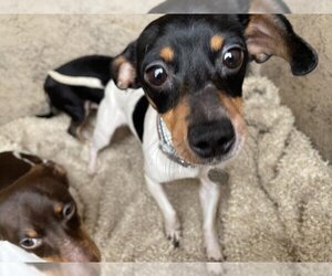 Rat Terrier Dogs for adoption in Oklahoma City, OK, USA