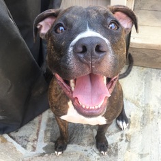 Bullboxer Pit Dogs for adoption in vacaville, CA, USA