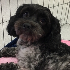 Cockapoo Dogs for adoption in Lakewood, CA, USA