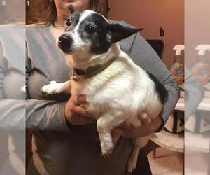 Rat Terrier Dogs for adoption in Union, WV, USA