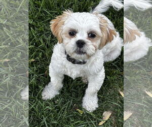 Shih Tzu Dogs for adoption in Sioux Falls, SD, USA