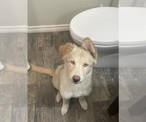 Siberian Husky-Unknown Mix Dogs for adoption in San Antonio, TX, USA