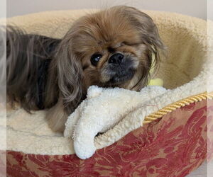 Pekingese Dogs for adoption in Greensboro, NC, USA