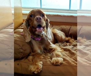 Cocker Spaniel Dogs for adoption in Marrero, LA, USA