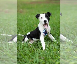 American Pit Bull Terrier-Great Pyrenees Mix Dogs for adoption in north little rock, AR, USA