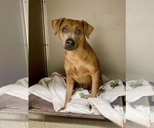 Mutt Dogs for adoption in Virginia Beach, VA, USA