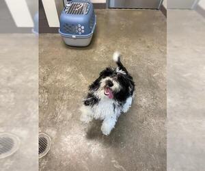 Havamalt Dogs for adoption in Waterford, VA, USA