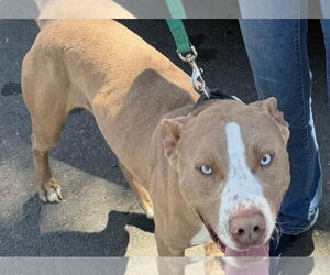 Siberian Husky-Staffordshire Bull Terrier Mix Dogs for adoption in Woodland Hills, CA, USA