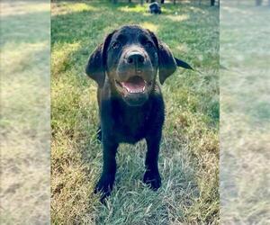 Black and Tan Coonhound-Unknown Mix Dogs for adoption in Conroe, TX, USA