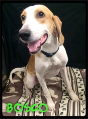 American Foxhound Dogs for adoption in Maumelle, AR, USA