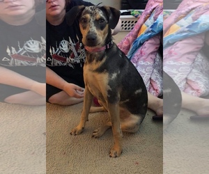 Catahoula Leopard Dog Dogs for adoption in Killeen, TX, USA