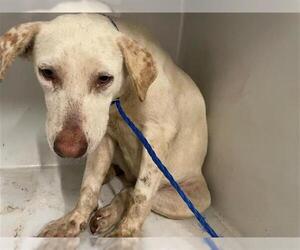Staffordshire Bull Terrier-Unknown Mix Dogs for adoption in Houston, TX, USA