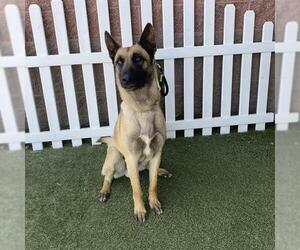 Mutt Dogs for adoption in Modesto, CA, USA