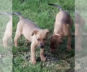 Australian Cattle Dog-Labrador Retriever Mix Dogs for adoption in Concord, NC, USA