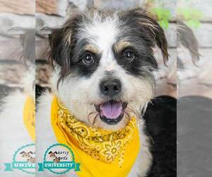 Poodle (Toy)-Unknown Mix Dogs for adoption in Kennesaw, GA, USA