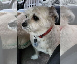 Mutt Dogs for adoption in Bellevue, WA, USA