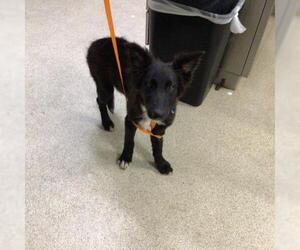 Border Collie Dogs for adoption in Riverside, CA, USA