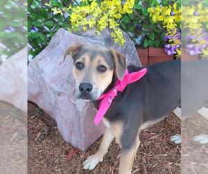 American Pit Bull Terrier-Unknown Mix Dogs for adoption in Oklahoma City, OK, USA