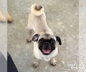 Pug-Unknown Mix Dogs for adoption in Washington, DC, USA