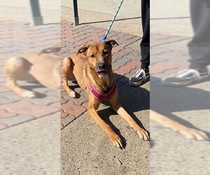 Shepradors Dogs for adoption in Rancho Cucamonga, CA, USA
