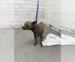 Chihuahua Dogs for adoption in San Bernardino, CA, USA