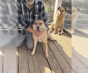 Mutt Dogs for adoption in Louisville, KY, USA