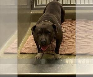 American Pit Bull Terrier Dogs for adoption in Rancho Cucamonga, CA, USA